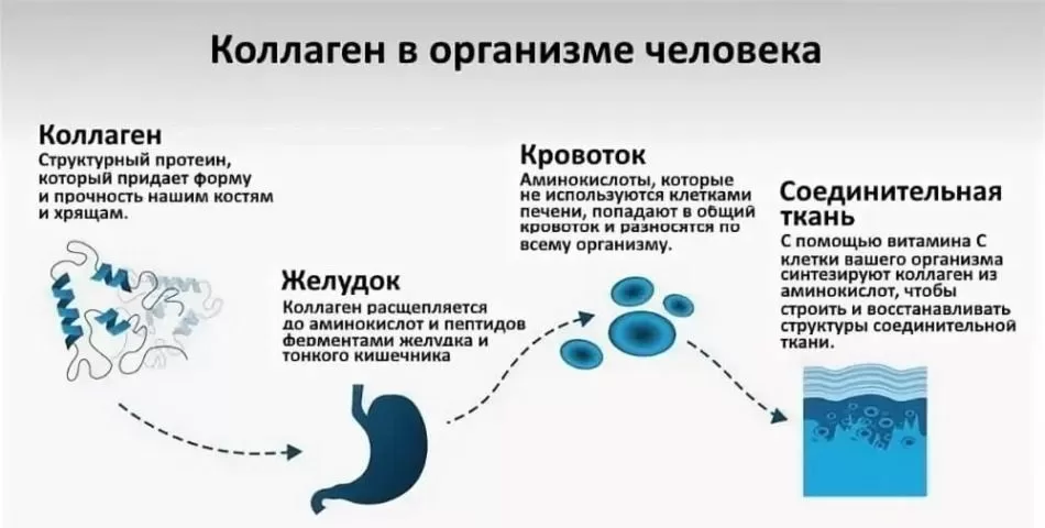 Коллаген: 8 удивительных фактов об источнике молодости и здоровья | Здоровье