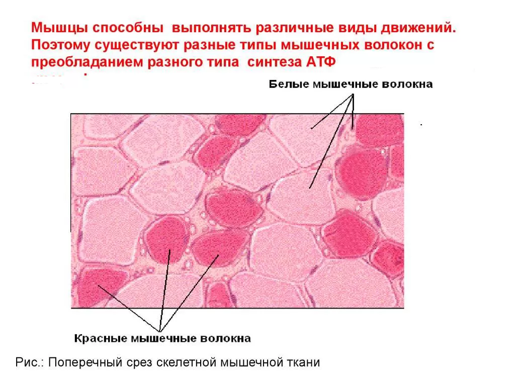 Мышечное волокно это