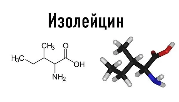 Изолейцин: польза аминокислоты