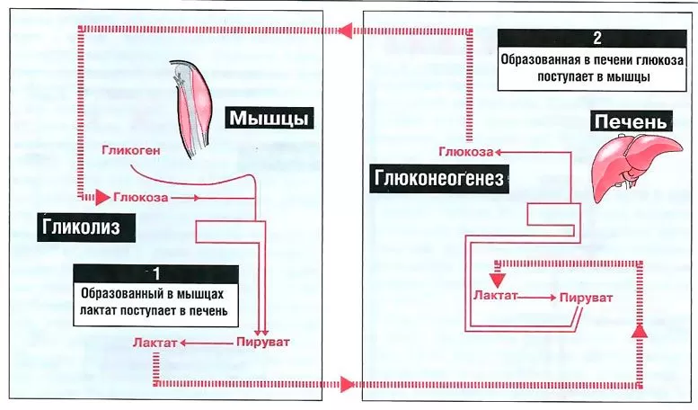 Как быстро вывести молочную кислоту из мышц: особенности расщепления ...