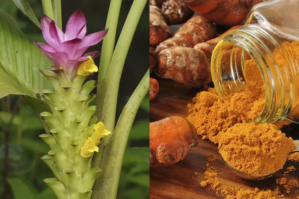 Полезные свойства куркумы
