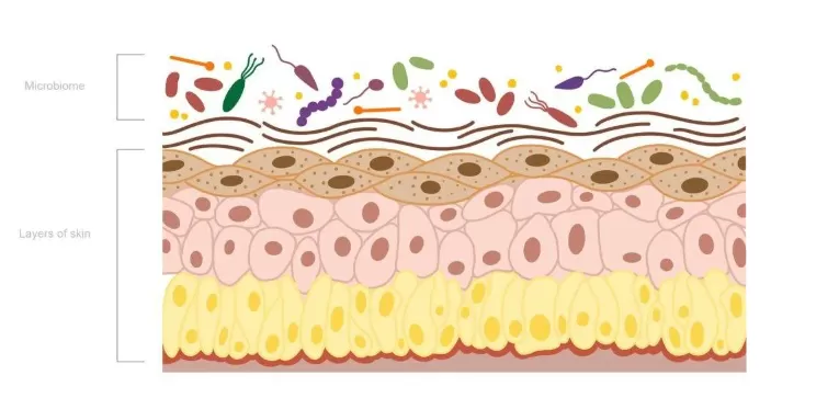 Микробиом кожи: что это и 9 способов его сохранить и укрепить