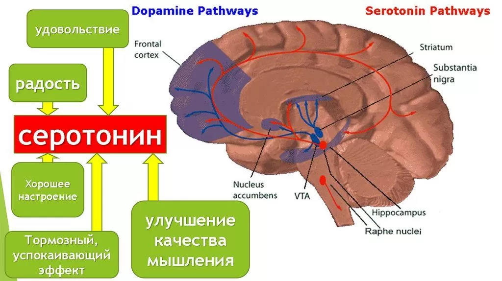 Увеличение уровня серотонина и дофамина - как повысить настроение и ...