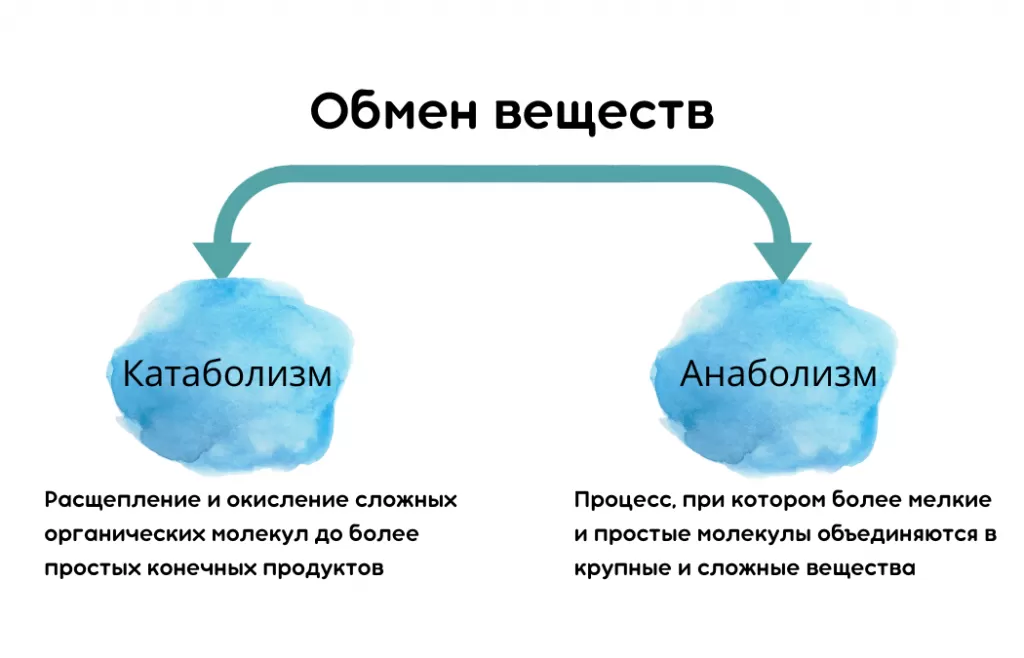 Метаболизм это простыми словами у женщин